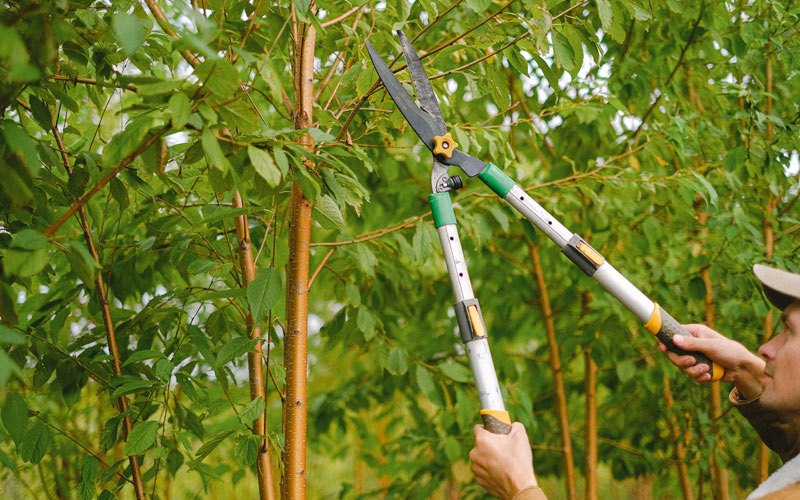 Tree trimming in Beaver Crossing, NE